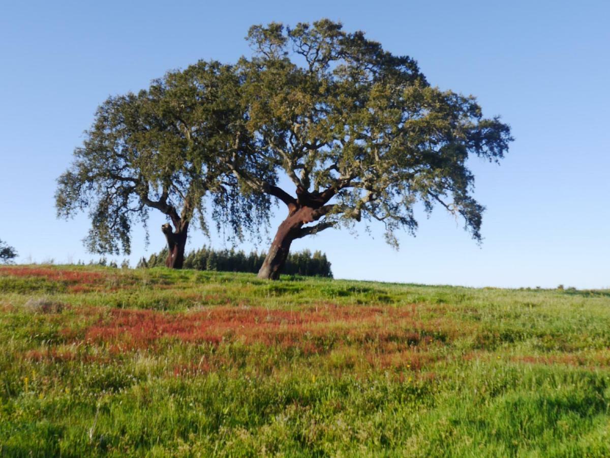 فيلا Rural House Boavista dos Pinheiros المظهر الخارجي الصورة